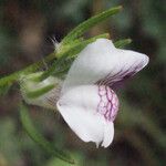 Misopates calycinum 花