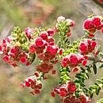 Erica mannii Flor