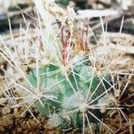 Sclerocactus parviflorus Leaf
