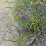 Cyperus iria Лист