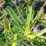 Gomphocarpus physocarpus Blad