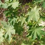 Ricinus communisFuelha