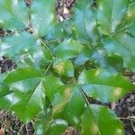 Mahonia aquifolium Blad
