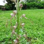 Himantoglossum adriaticum Flower