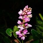 Lonchocarpus nitidus Flor