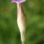 Petrorhagia velutina Цветок
