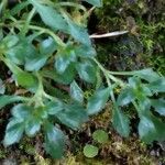 Erinus alpinus Hoja