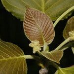 Guettarda combsii Blad