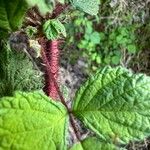 Rubus phoenicolasiusRinde