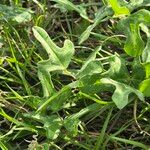 Vigna frutescens Blatt