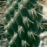 Cylindropuntia fulgida Folha