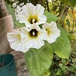 Ipomoea corymbosa Flower