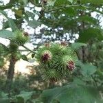 Arctium minus Frukt