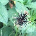 Bidens subalternans Fruit