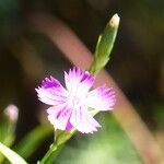 Dianthus graniticus Costuma