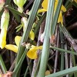 Jasminum nudiflorum Кара