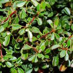 Cotoneaster integrifolius Blad