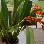 Scaphyglottis imbricata Hoja