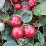 Gaultheria procumbens Frucht