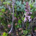 Gymnadenia odoratissima Flower