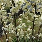 Yucca filamentosa Fleur