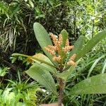 Tapeinosperma rubidum Habit