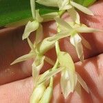 Epidendrum paraguastigma Otro