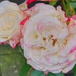 Rosa × polliniana Autre