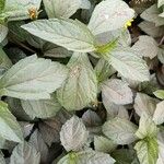 Sphagneticola trilobataLeaf