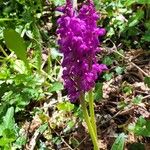 Orchis mascula Fiore