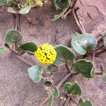 Abronia latifolia Habitus