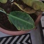 Musa acuminata Feuille