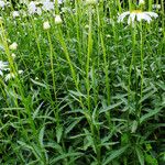 Leucanthemum maximum অভ্যাস