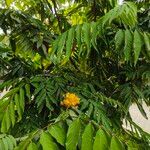 Saraca indica Flower