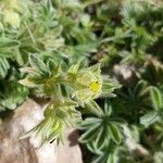 Potentilla nivalis Flower