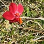 Hibiscus aponeurus 花