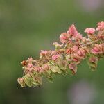 Rumex cristatus Flower