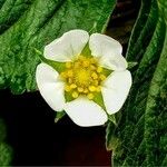 Potentilla sterilisFlors