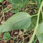 Helianthus annuus Leaf