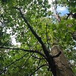 Acer pseudoplatanus Libunga