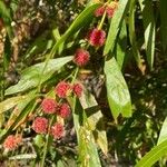 Acacia leprosa Blomst