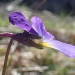 Viola calcarata Кветка