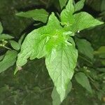 Solanum americanum Blad