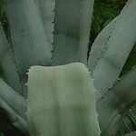 Agave americana Folha