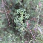 Artemisia herba-alba List