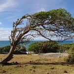 Pisonia subcordata Habit