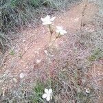 Dianthus pungens Kukka