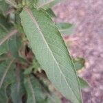 Oenothera glaziovianaHostoa