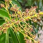 Ligustrum lucidum Gyümölcs