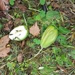 Sechium edule Φρούτο